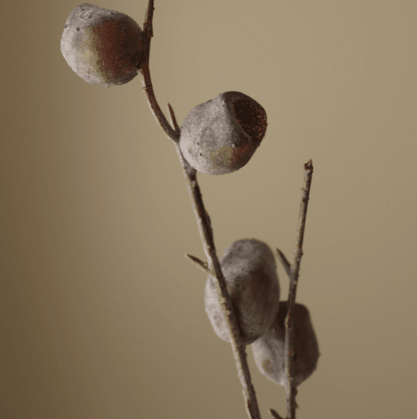 Hovedbilde Brown Nut Branch/ Botanè