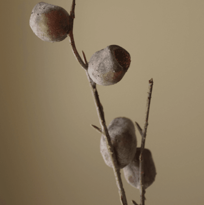Hovedbilde Brown Nut Branch/ Botanè