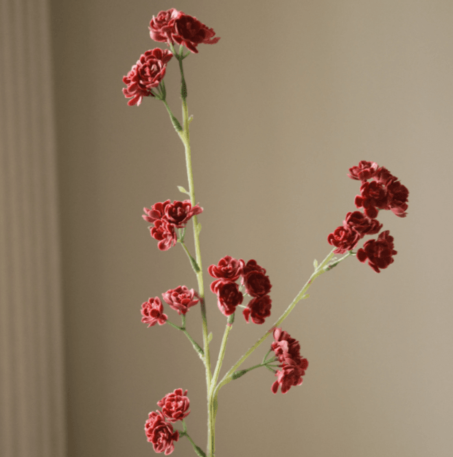 Hovedbilde Red Succulent Stem/ Botanè